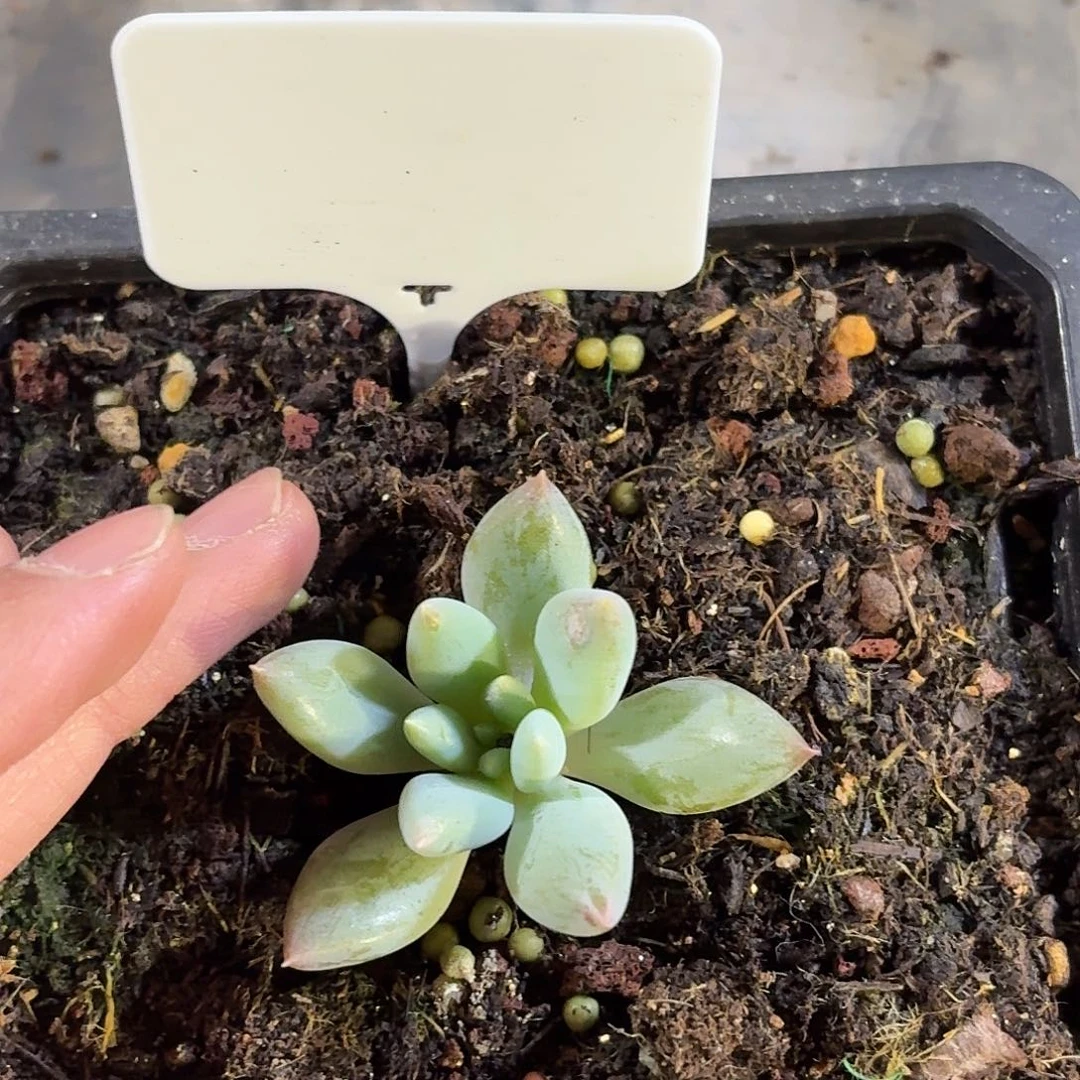 人鱼公主77777777777777777