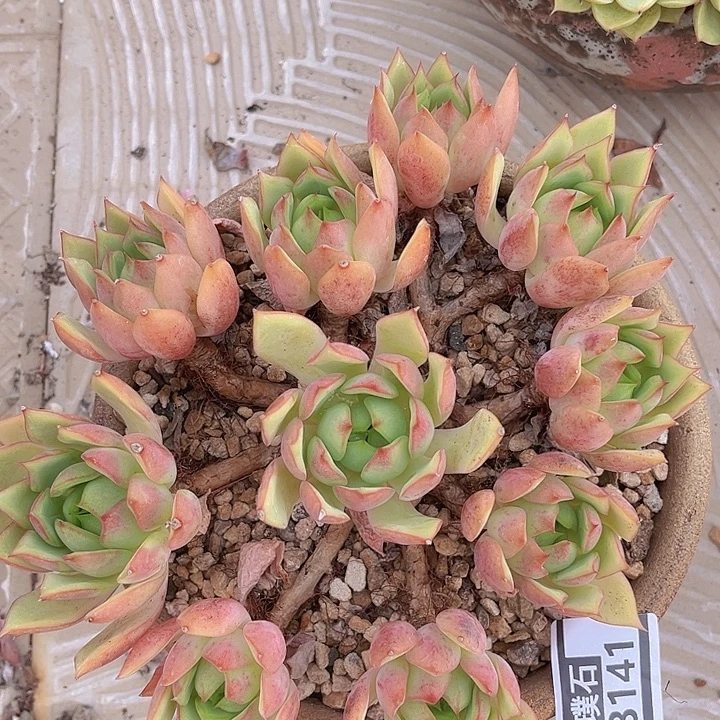 宝莲灯23141多肉植物