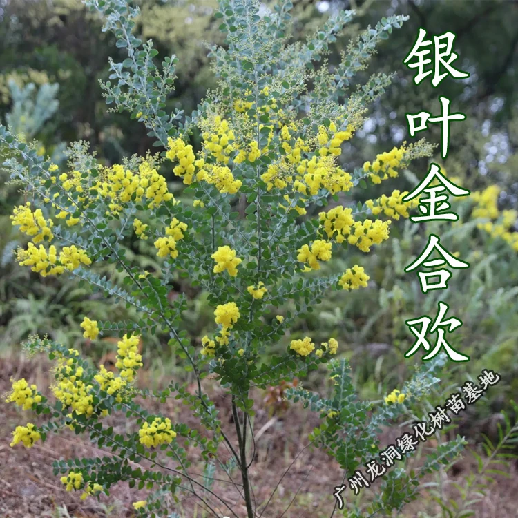 澳洲观叶品种银叶金合欢开花进口合欢树苗盆栽地栽别墅庭院植物、