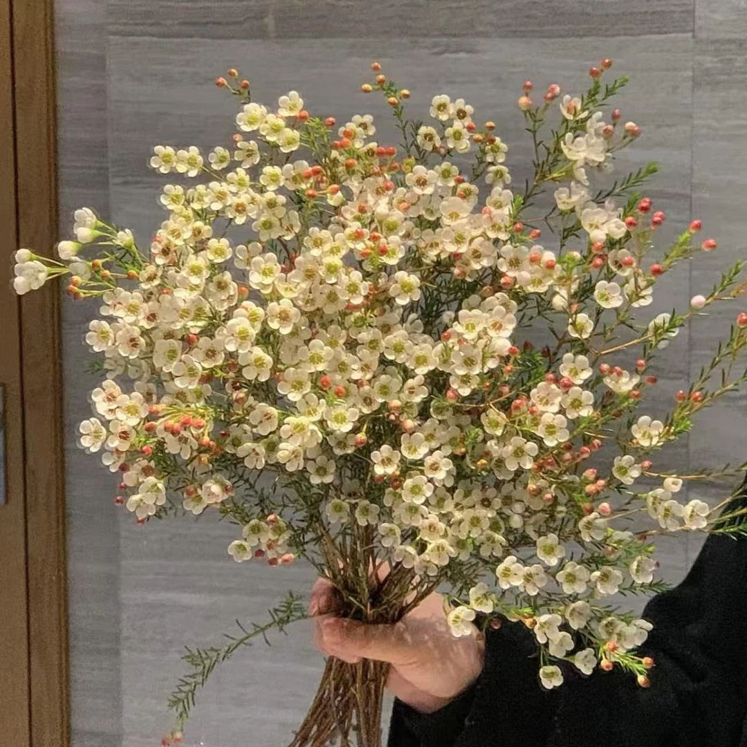 澳洲腊梅（颜色随机）