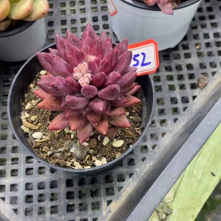 恩***麻一物一拍虞美人52