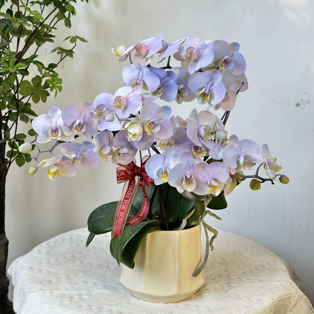 【梦幻斑斓】喷染蝴蝶兰精致组盆 开花株 室内绿植 养兰基地直发