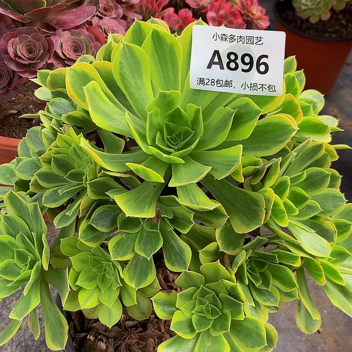 阳*896青蒙不包生死