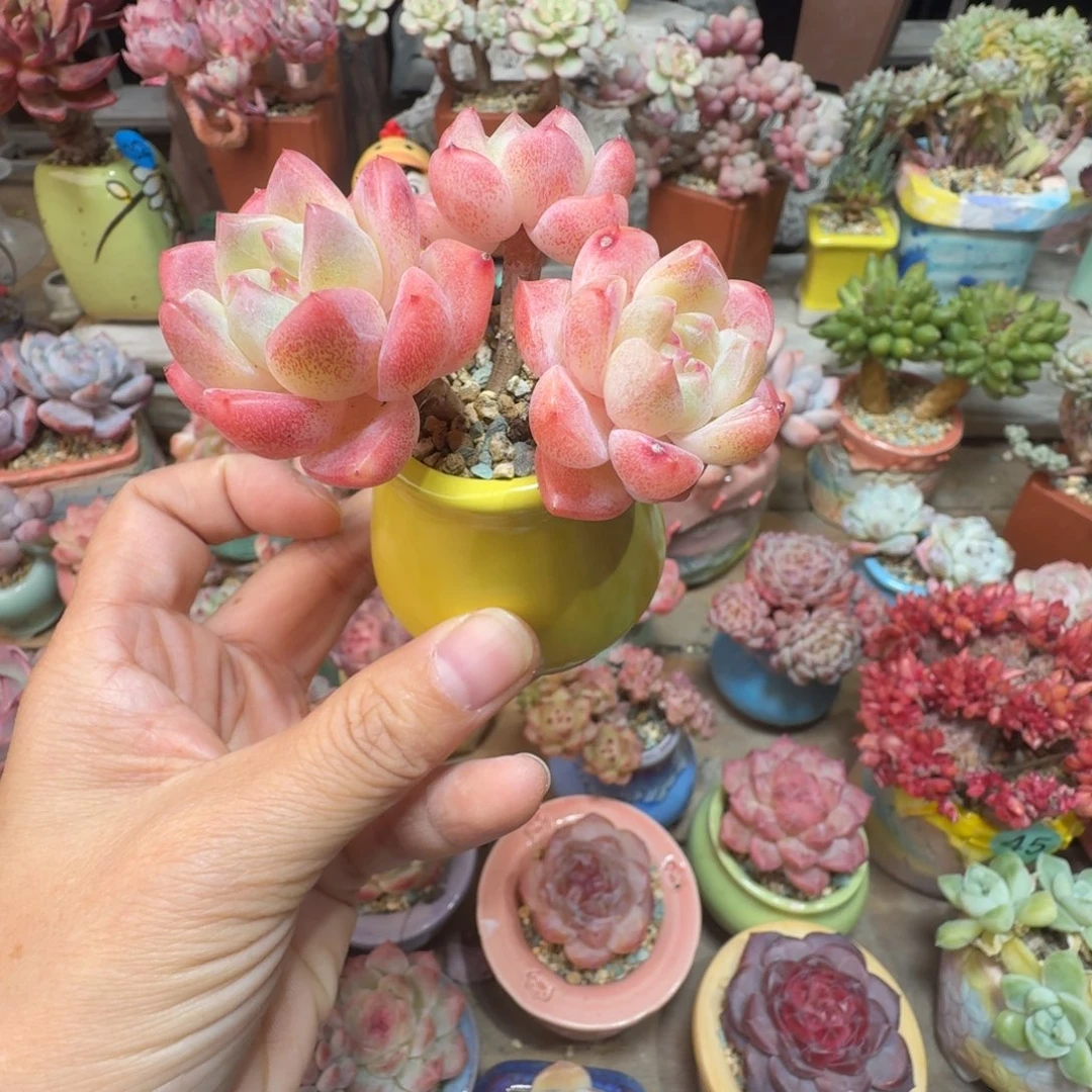 太妃糖 多肉含盆土 一物一拍