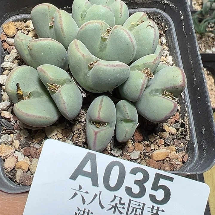 035号少将zzyyyxyxxyx
