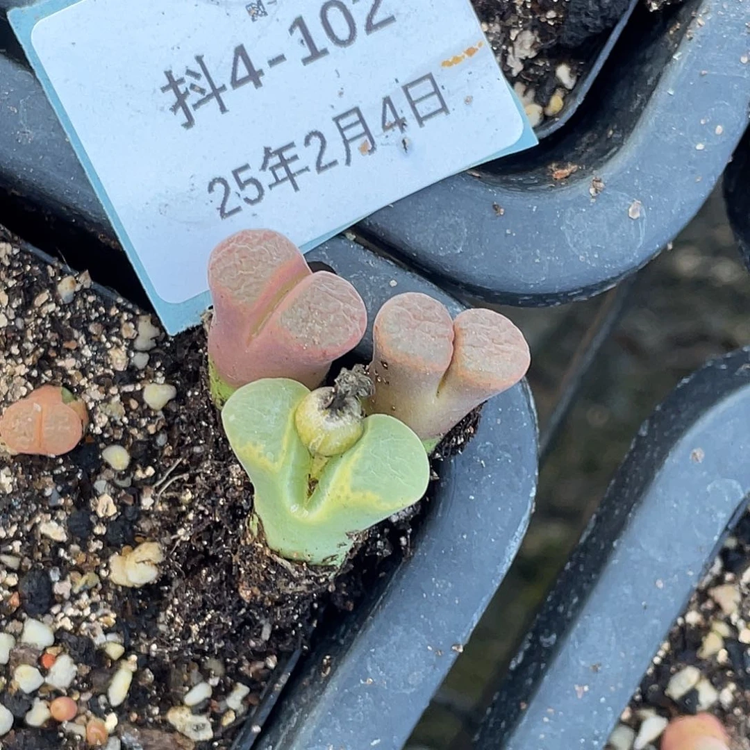 ?****咪4-102肉锥多肉植物