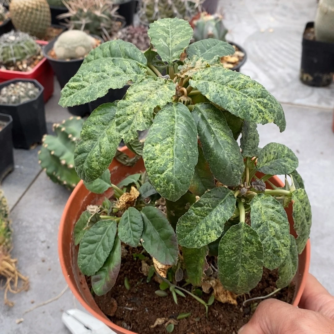 植播园艺绵叶流桑锦