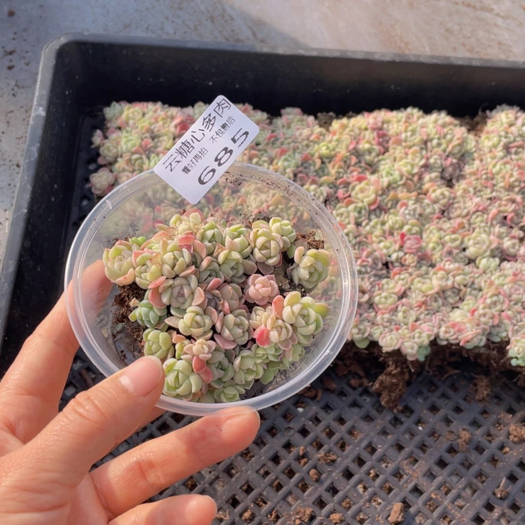 云糖心多肉植物685