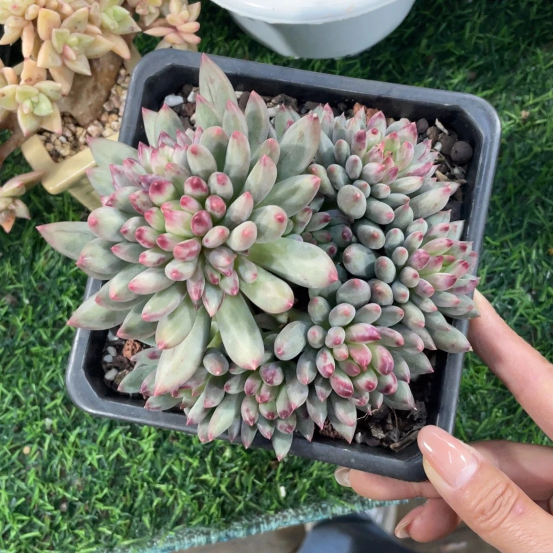 二代虞冠幅14 公分一物一拍