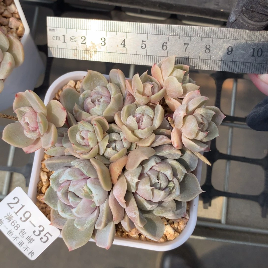 35。雪兔群生。整群。