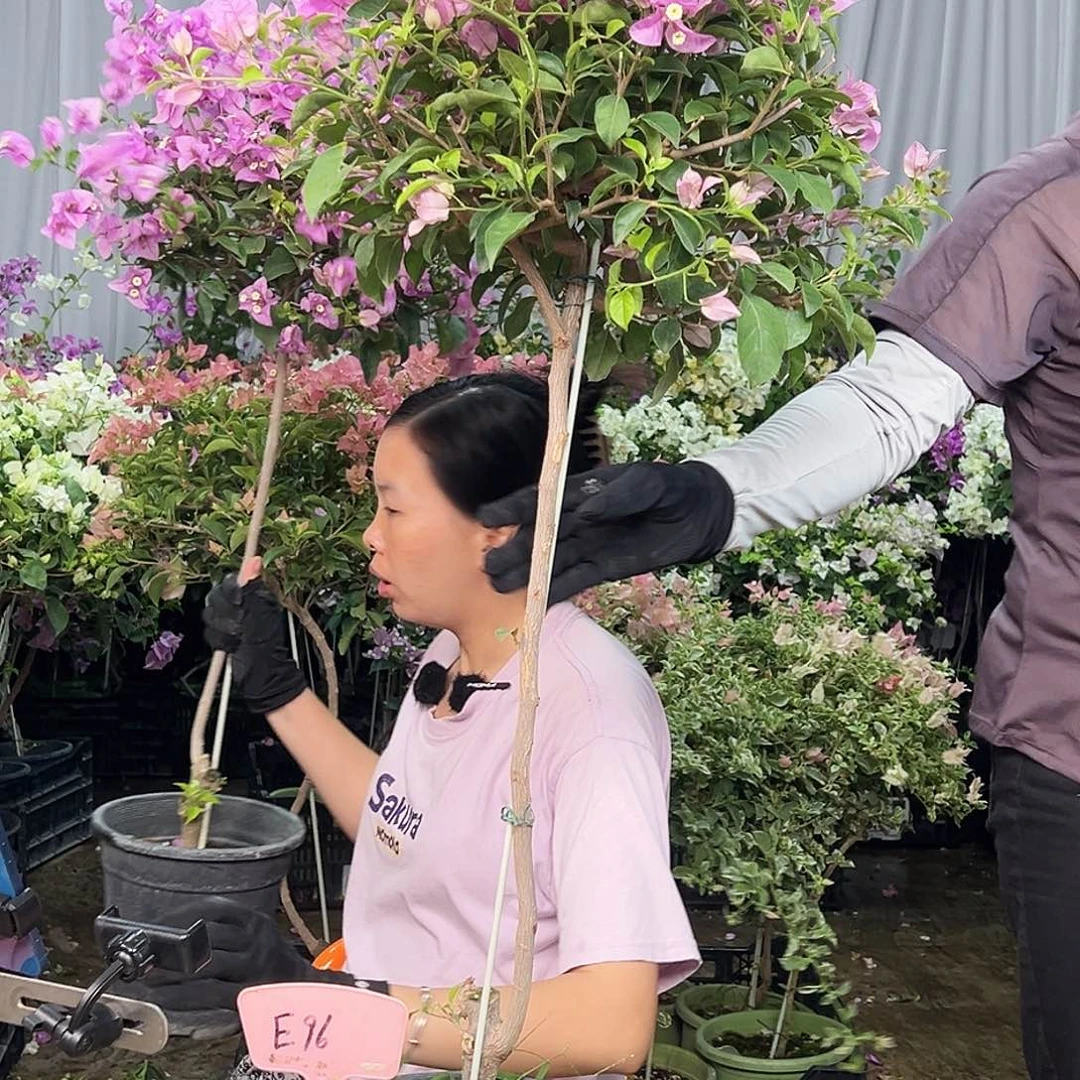 杨***姐大部分花苞少量开放E96雪紫