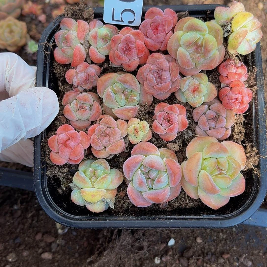 多肉植物多肉植物566