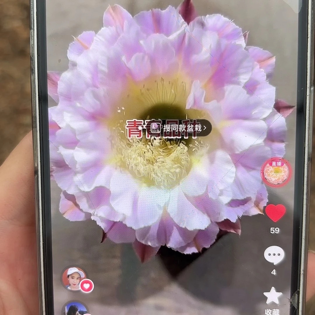 彩草紫霞仙子4公分侧牙