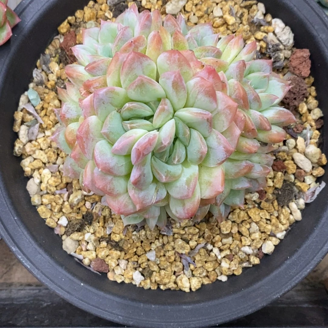 精品多肉一物一拍不包整65