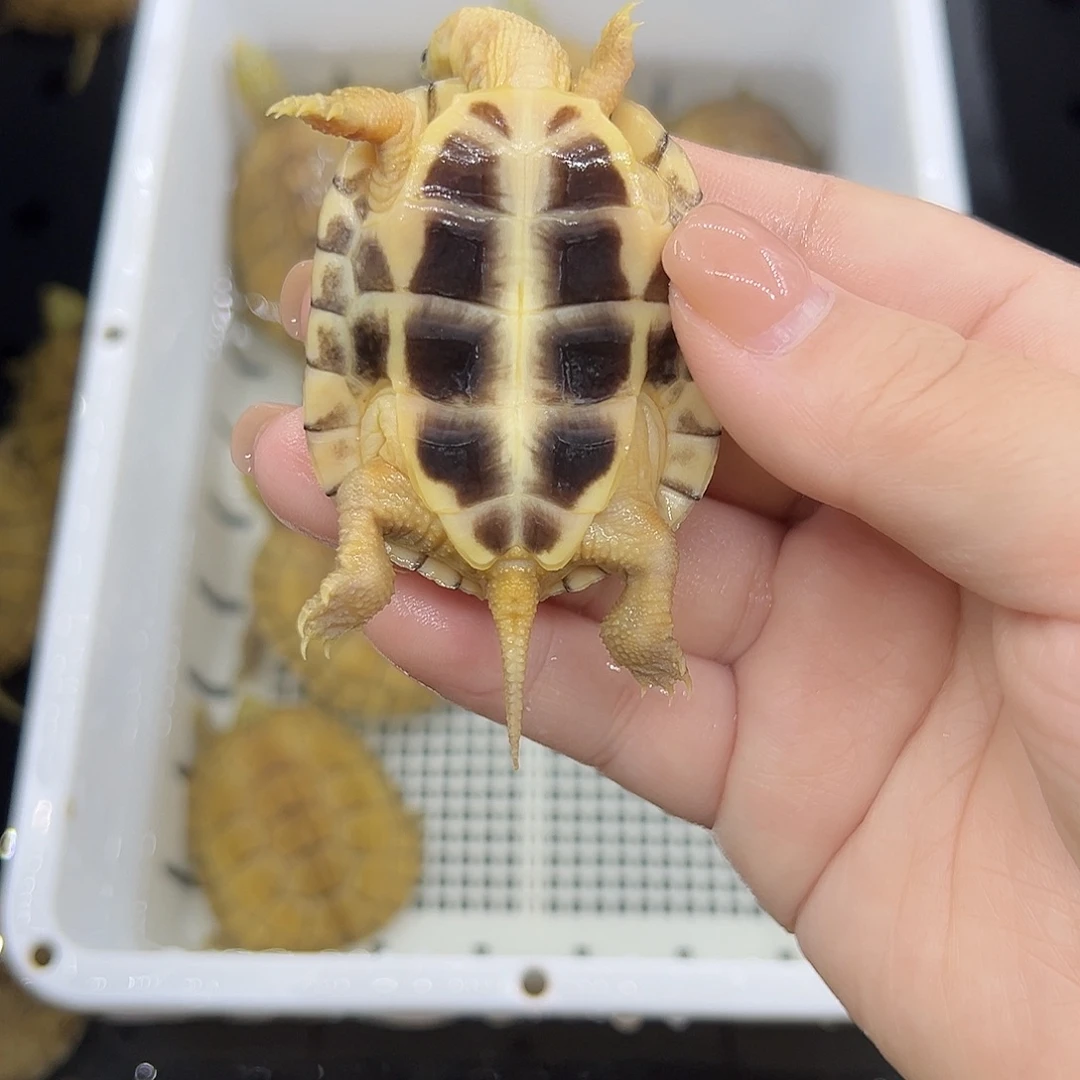 蜡***新宠物龟不分公母小青