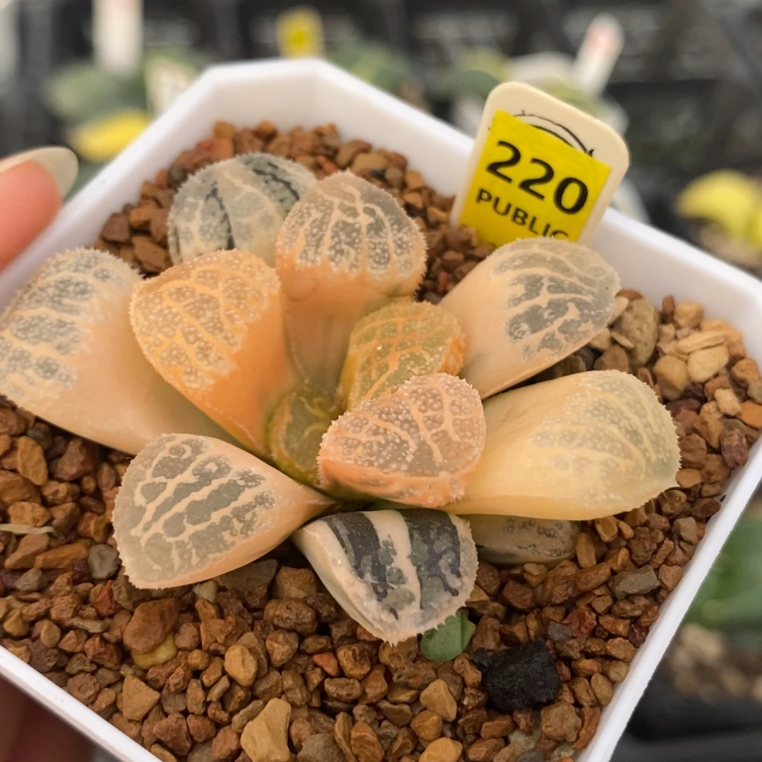 220糊斑摩多寿锦一物一拍