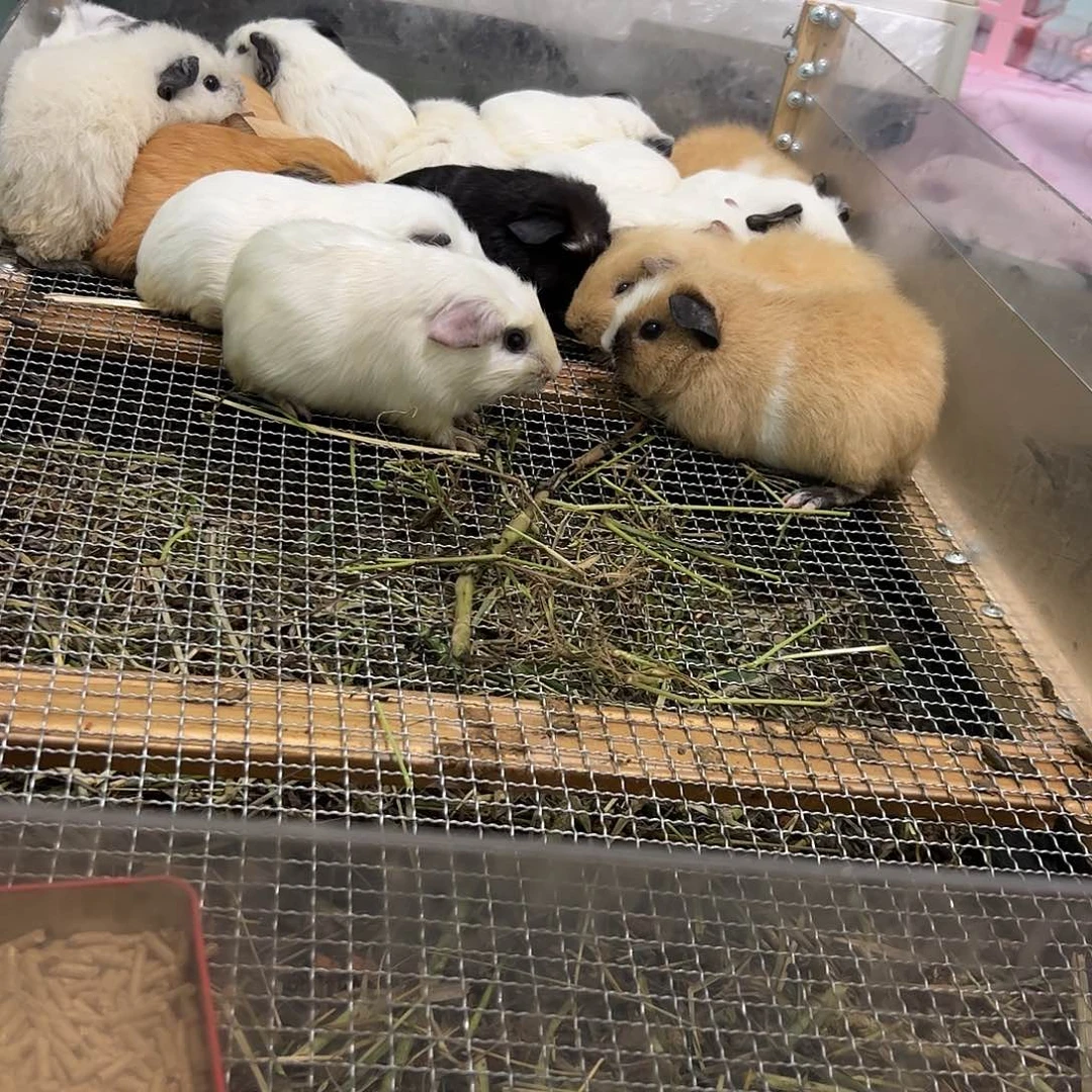 奶黄英短妹妹240可爱