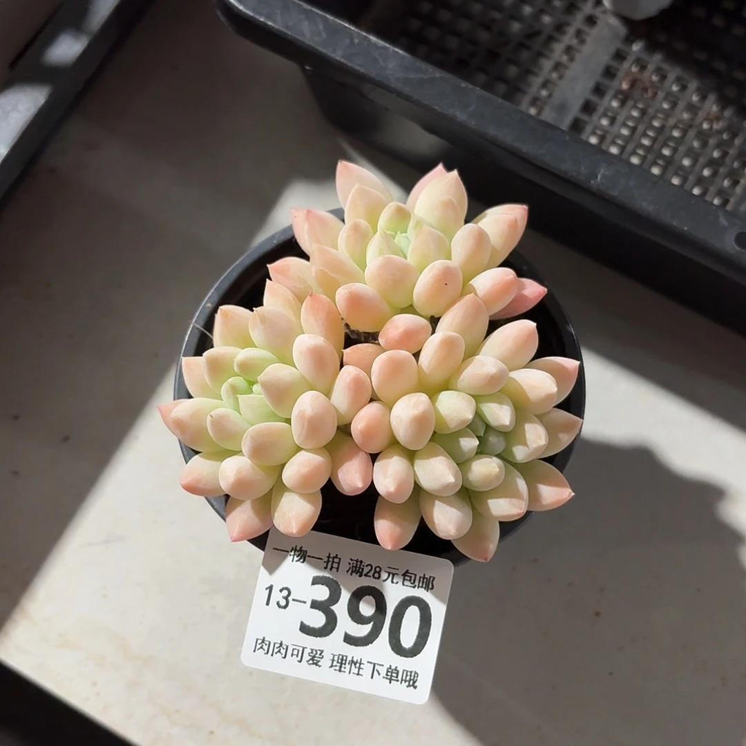 星空美人无盆土发货