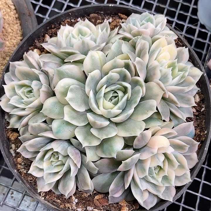 昂斯诺锦大群多肉植物