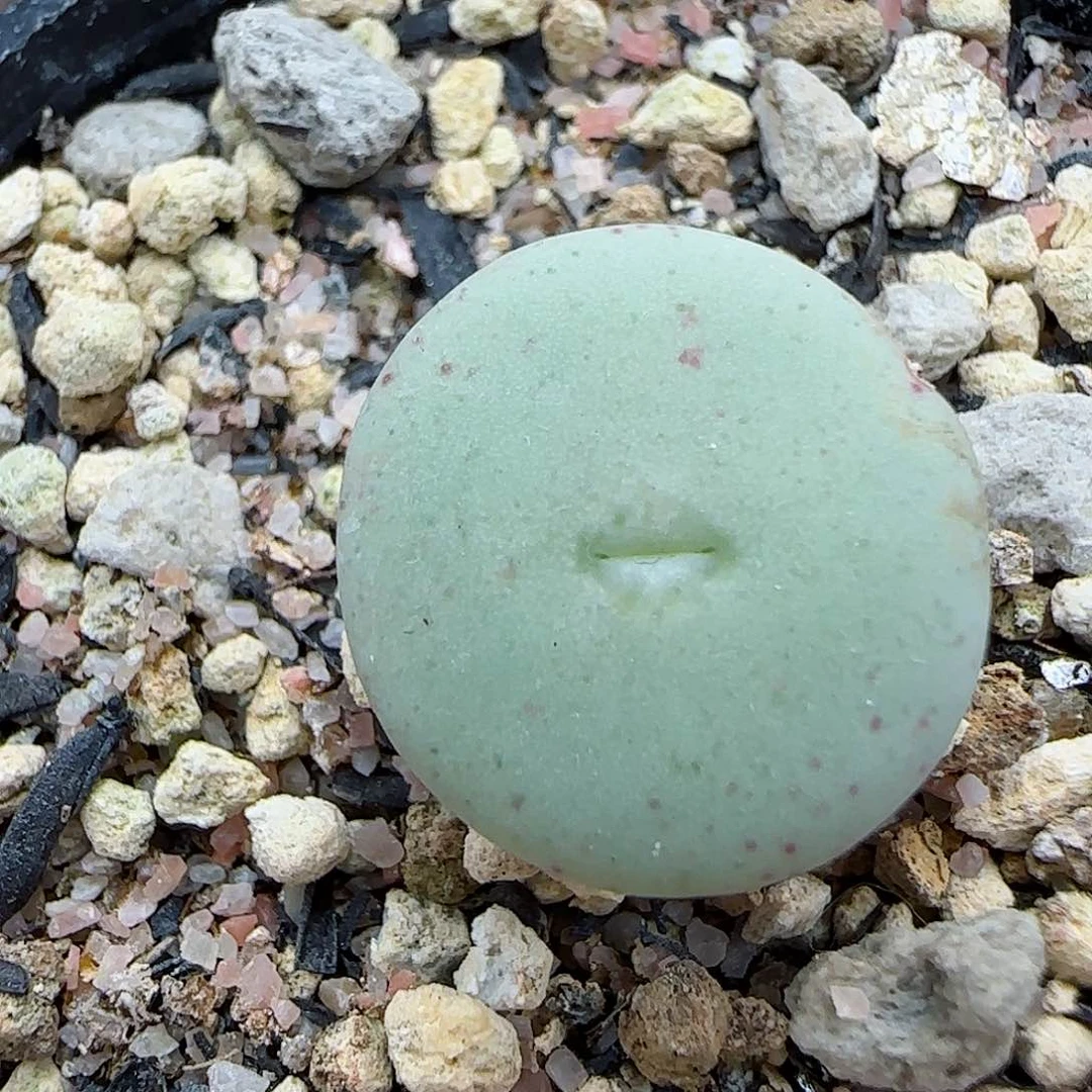 171园艺酒杯福利