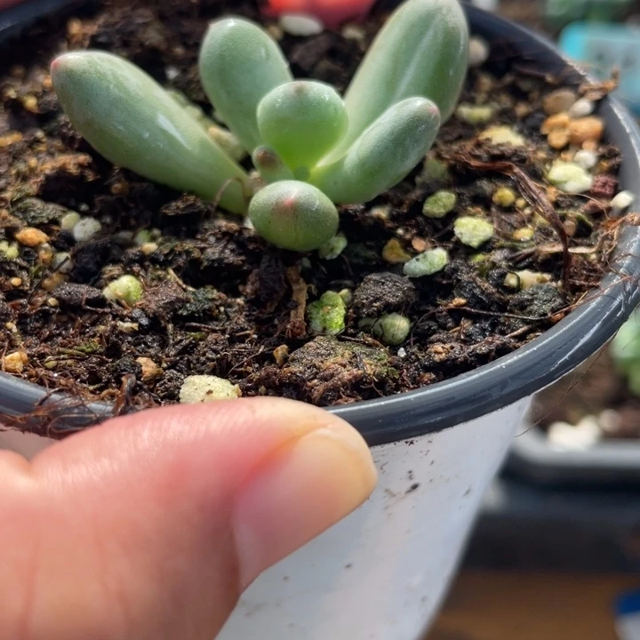 388萤火虫奶锦啊啊啊有根白锦
