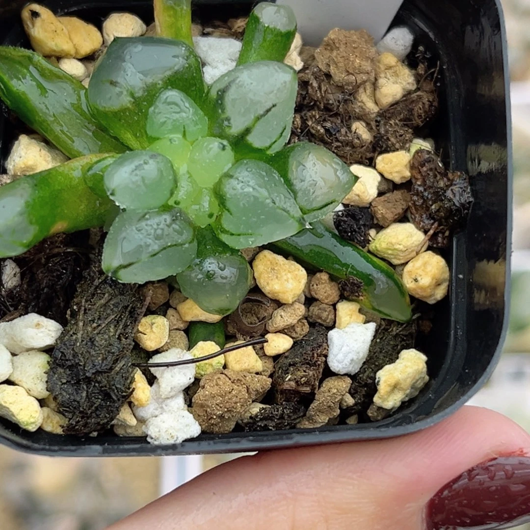 44子弹头福利专场