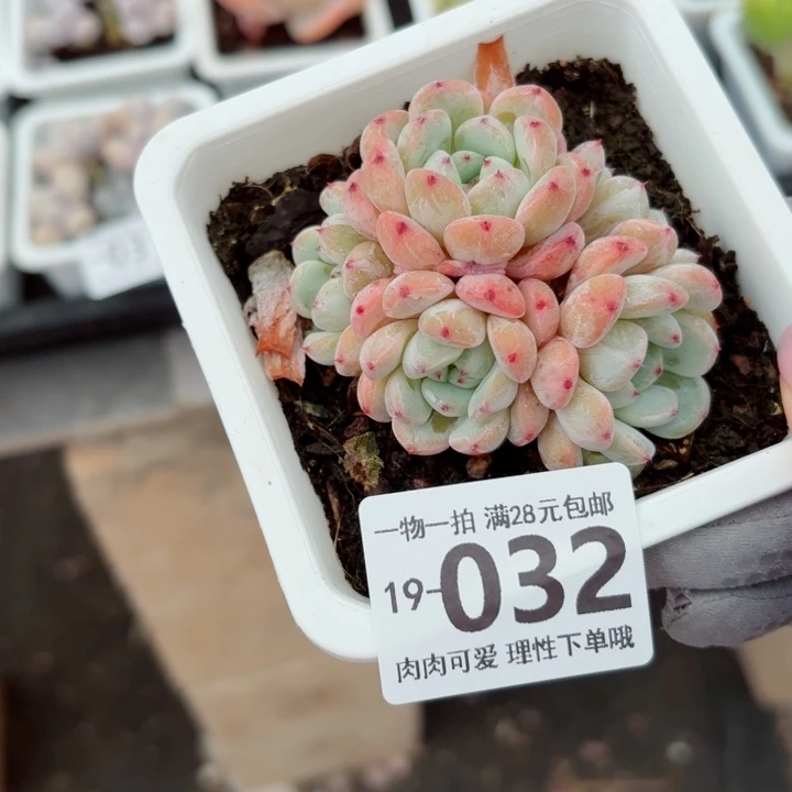 雪爪无盆土发货无盆土无