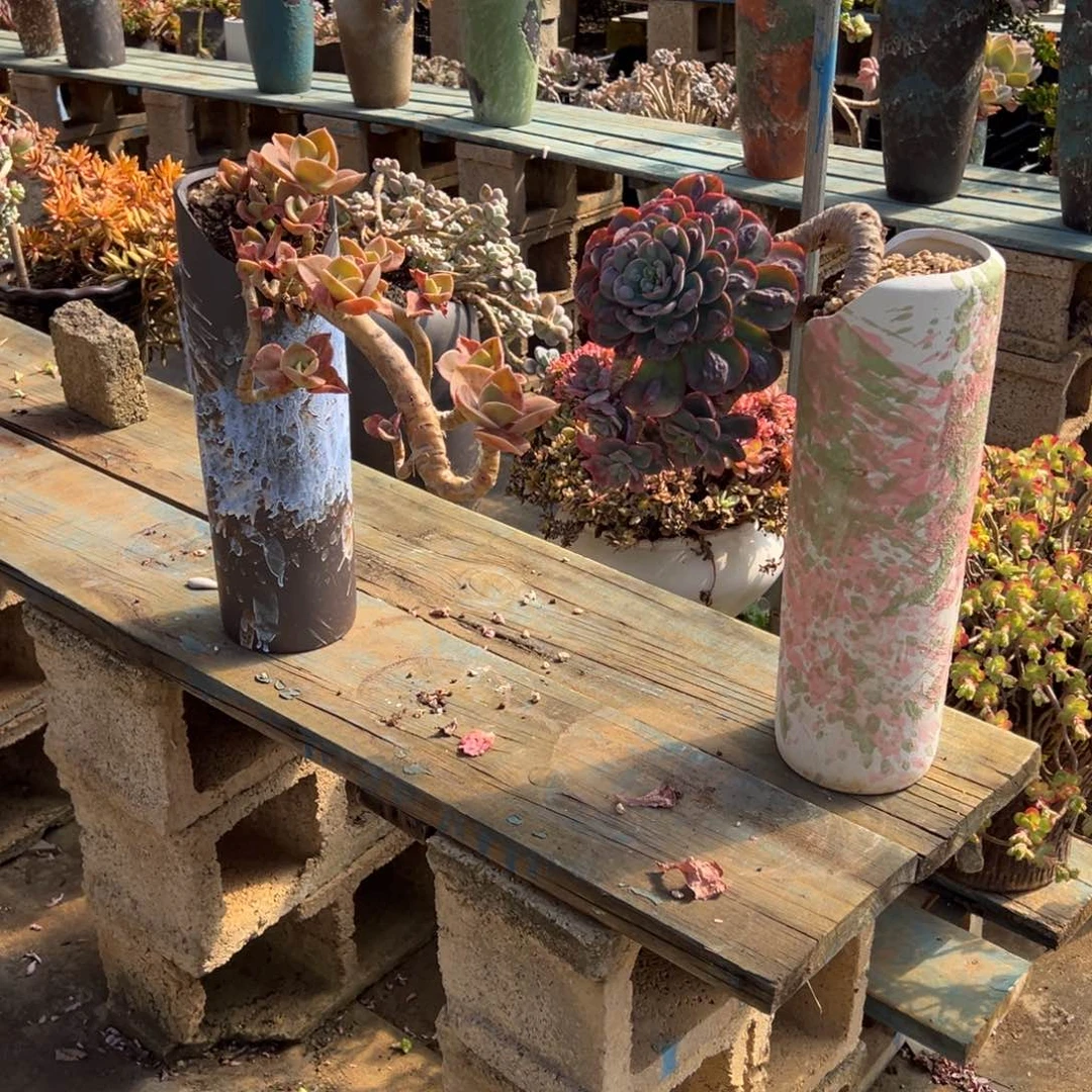 露养老桩脱土裸根赫氏加雨滴