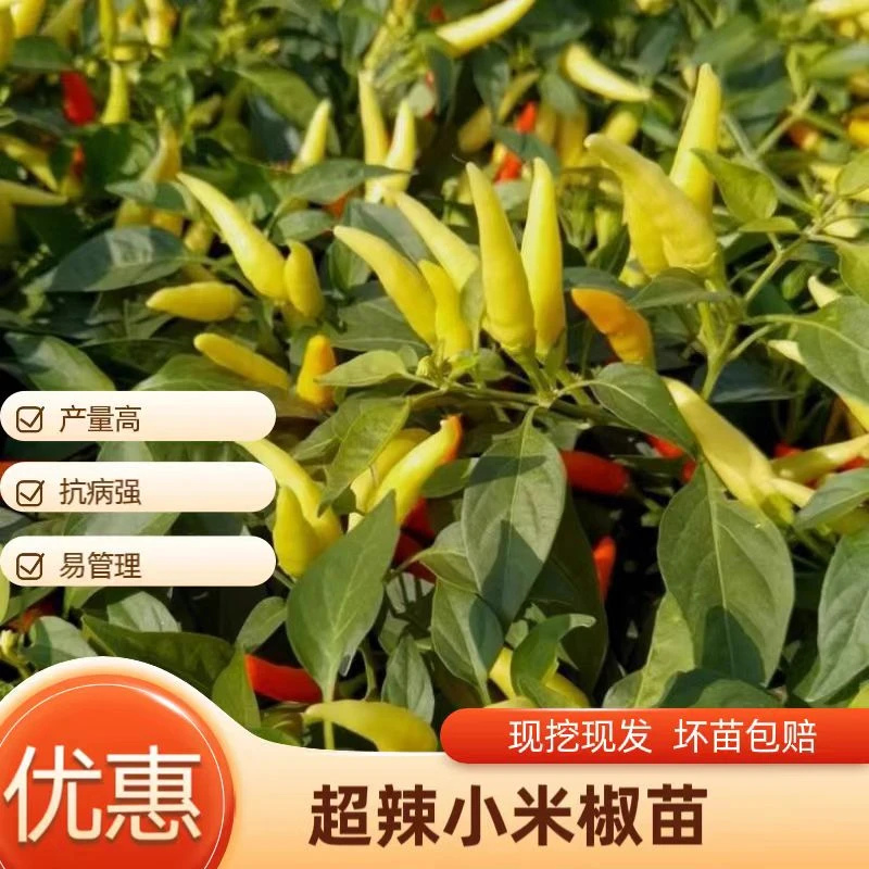 爆辣红小米辣苗秧玉脂白小米辣椒种子四季盆栽野山椒朝天椒辣椒苗