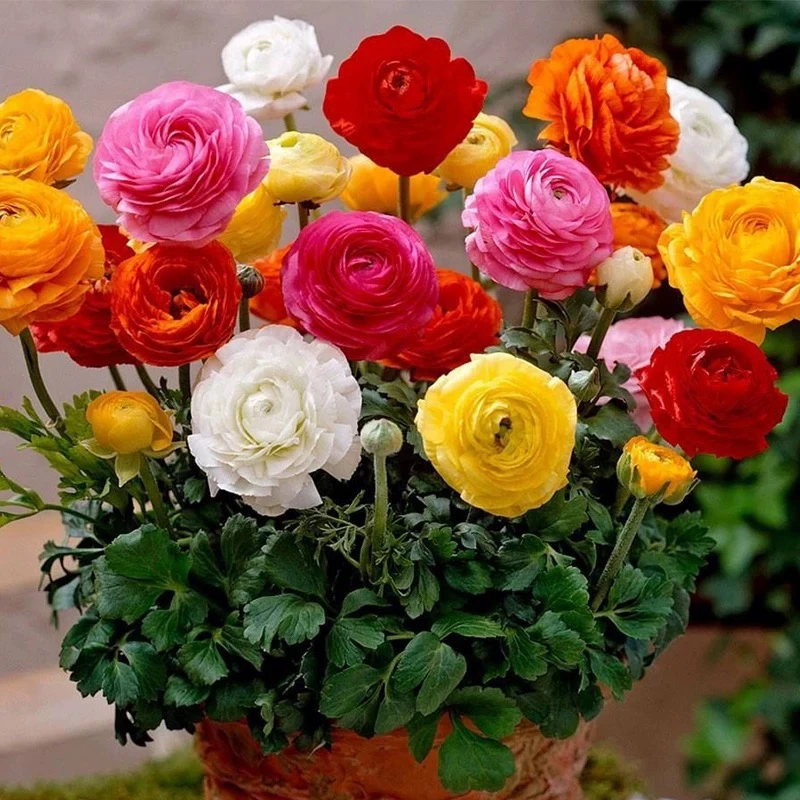 （花云间）洋牡丹芹叶牡丹花毛茛带花苞耐寒盆栽花期长阳台室外