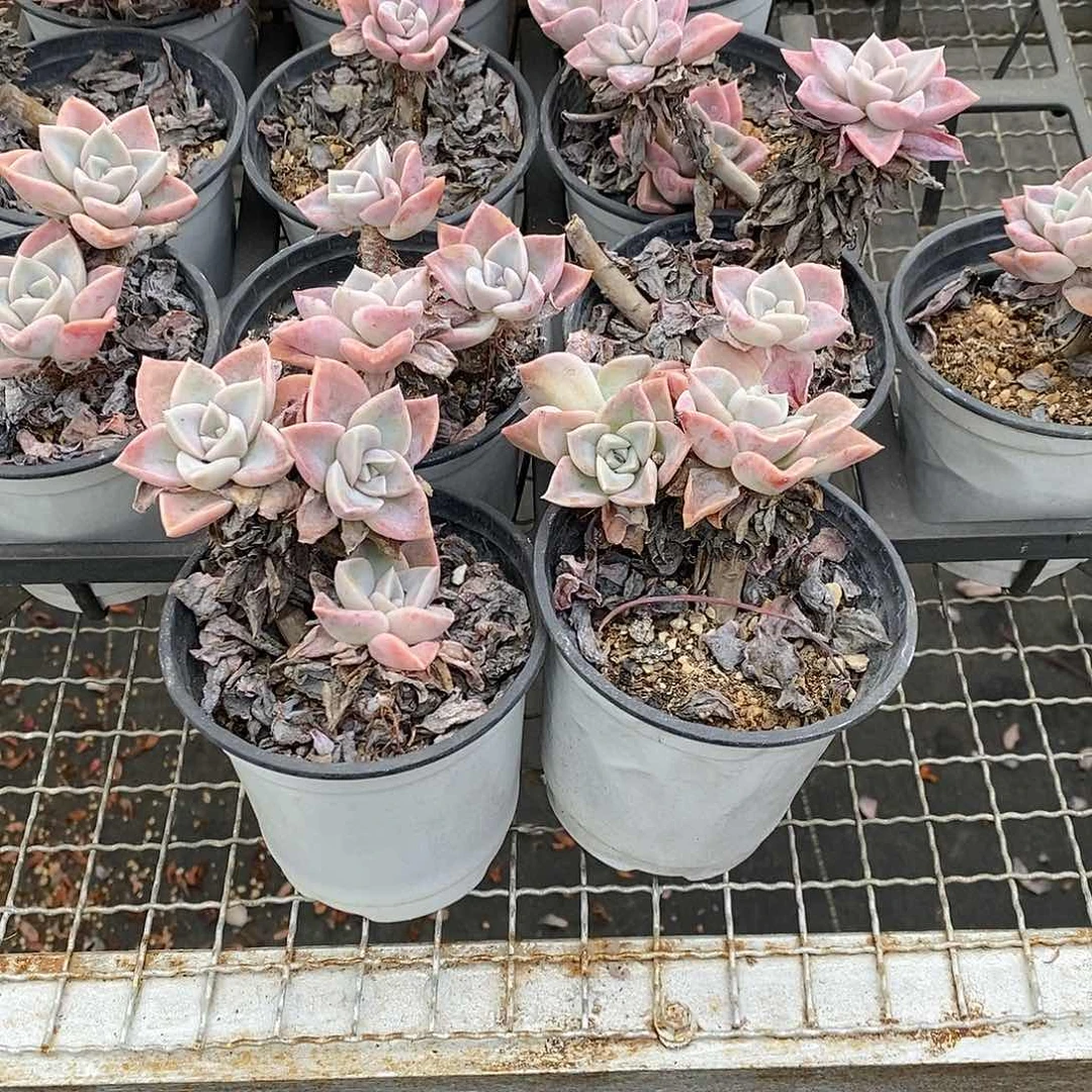 哈利沃森  福利多多