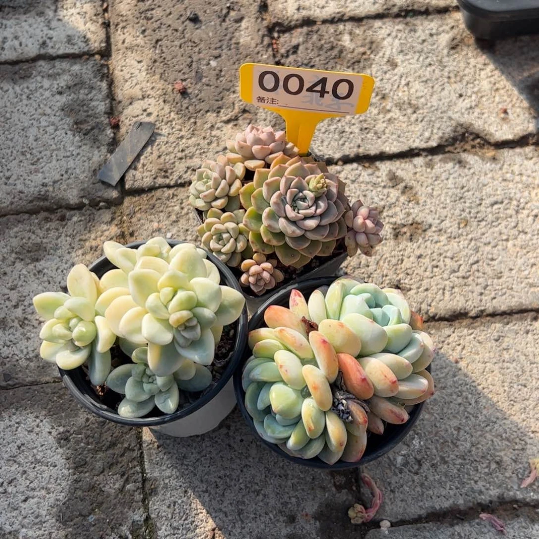 冷香劳尔锦粉布偶多肉