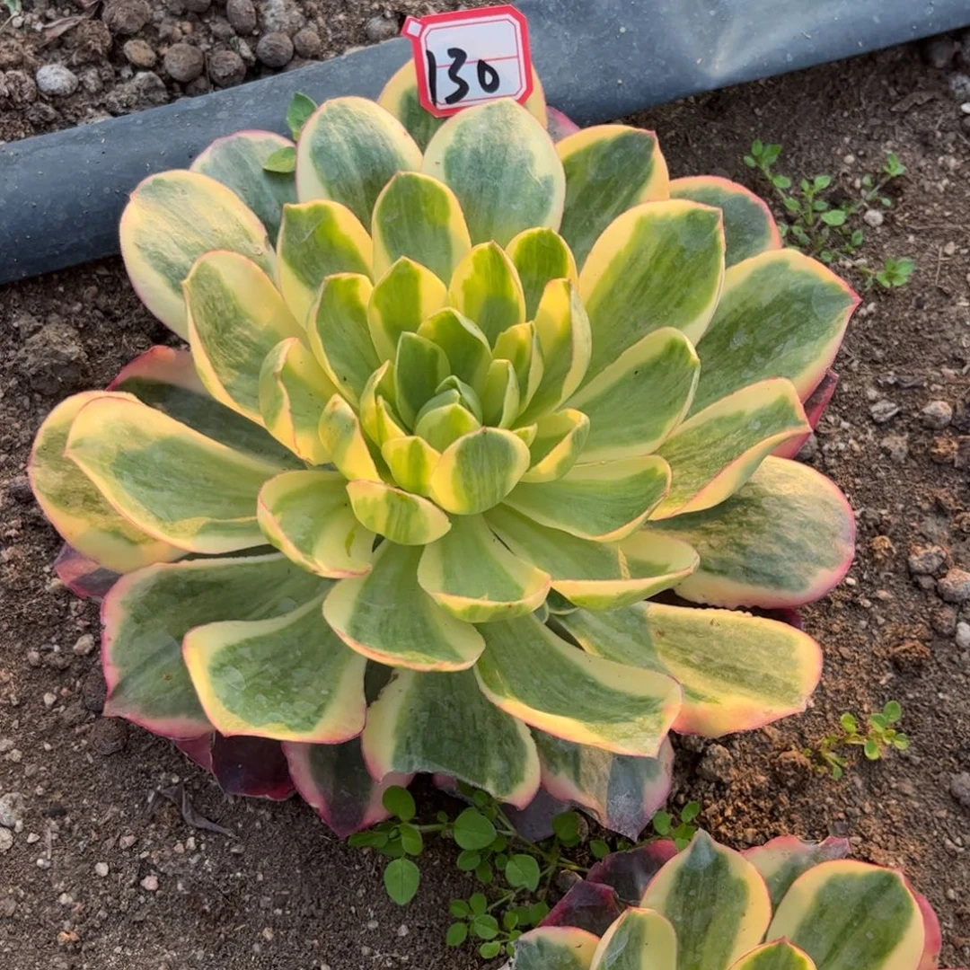 130多肉植物如意满满侧头