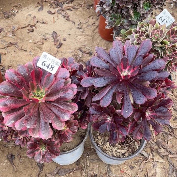 天***心648美杜莎➕蒙娜丽莎1