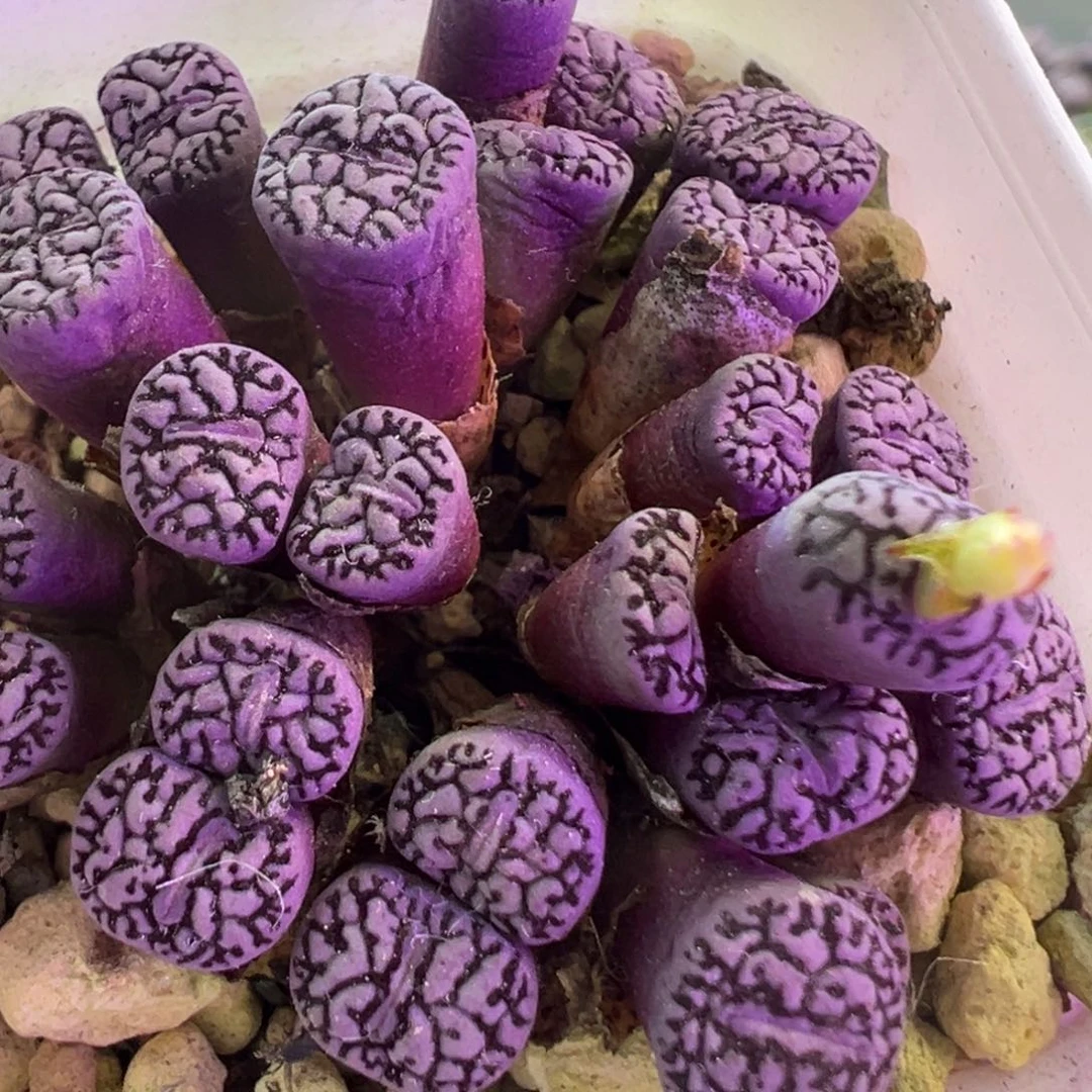 紫色墨。 肉锥植物