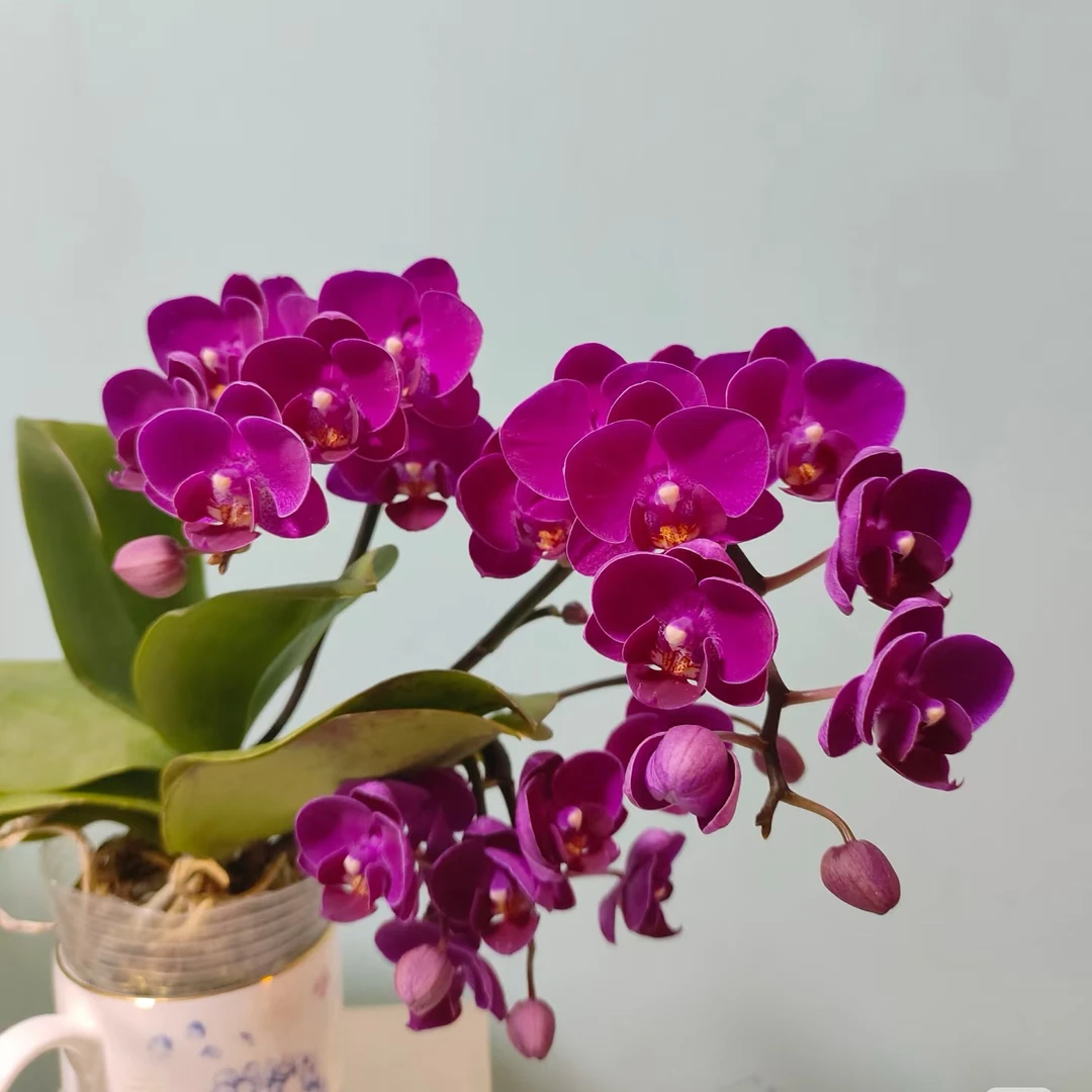 小草莓蝴蝶兰带香味带花苞直播间专属链接