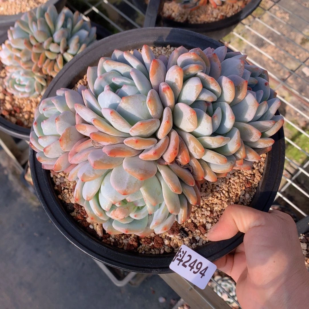 2494多头一个小时左右即可享受