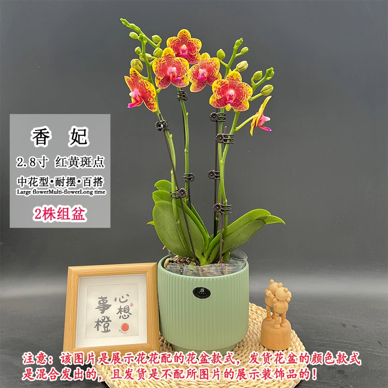 【香妃】新品稀少蜡质淡香蝴蝶兰中花型室内桌面好养绿植