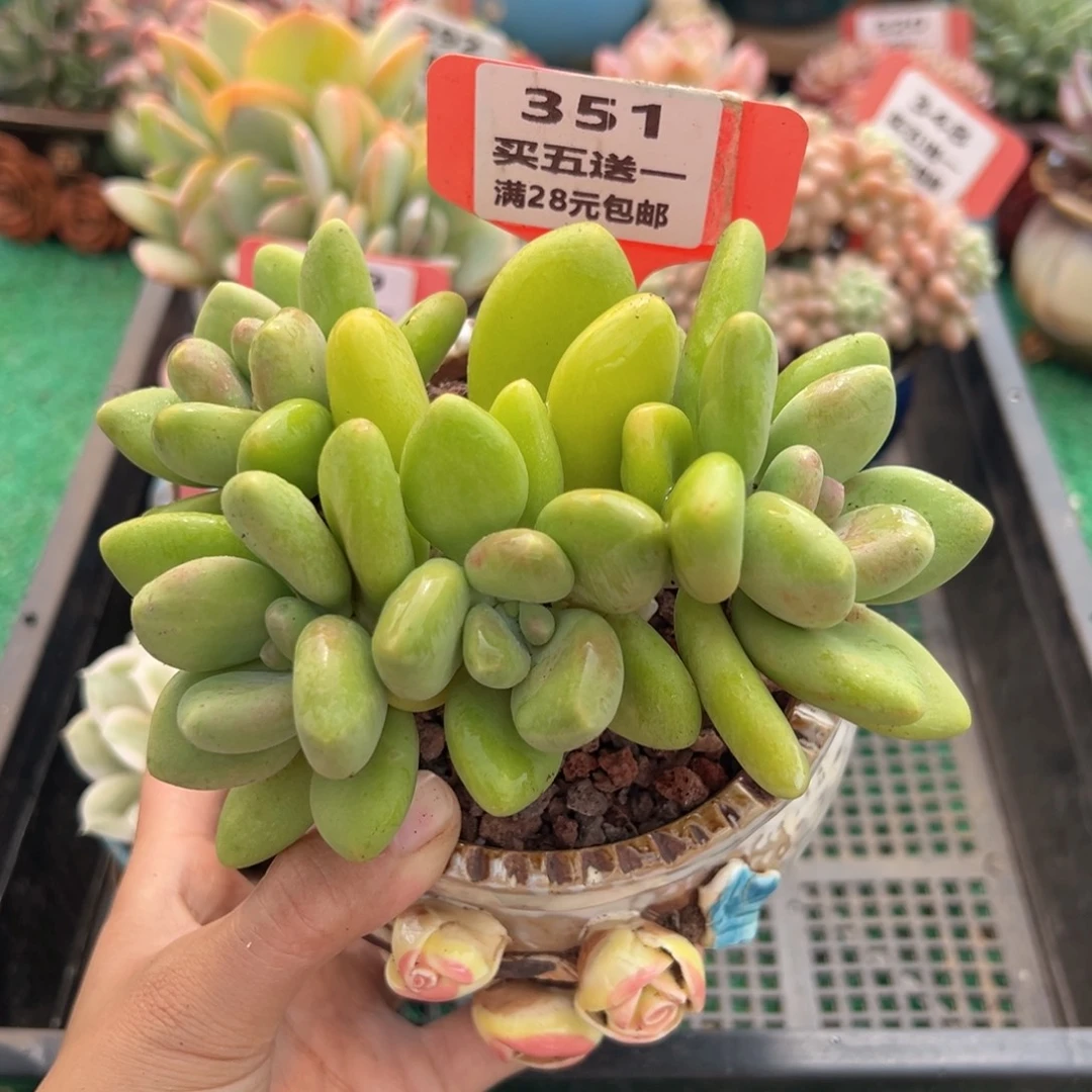 表妹精品多肉植物351.