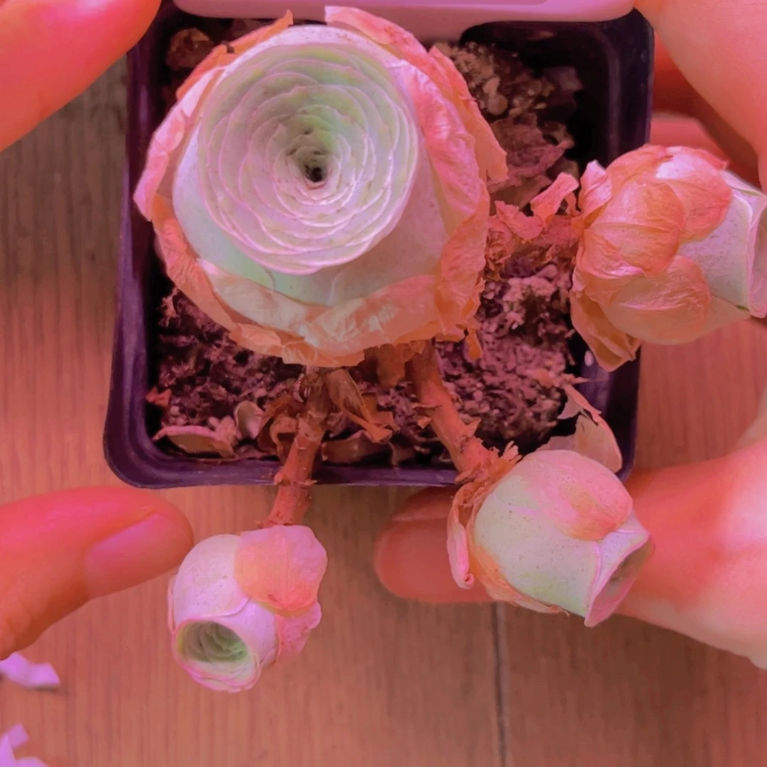 099山地玫瑰绿色