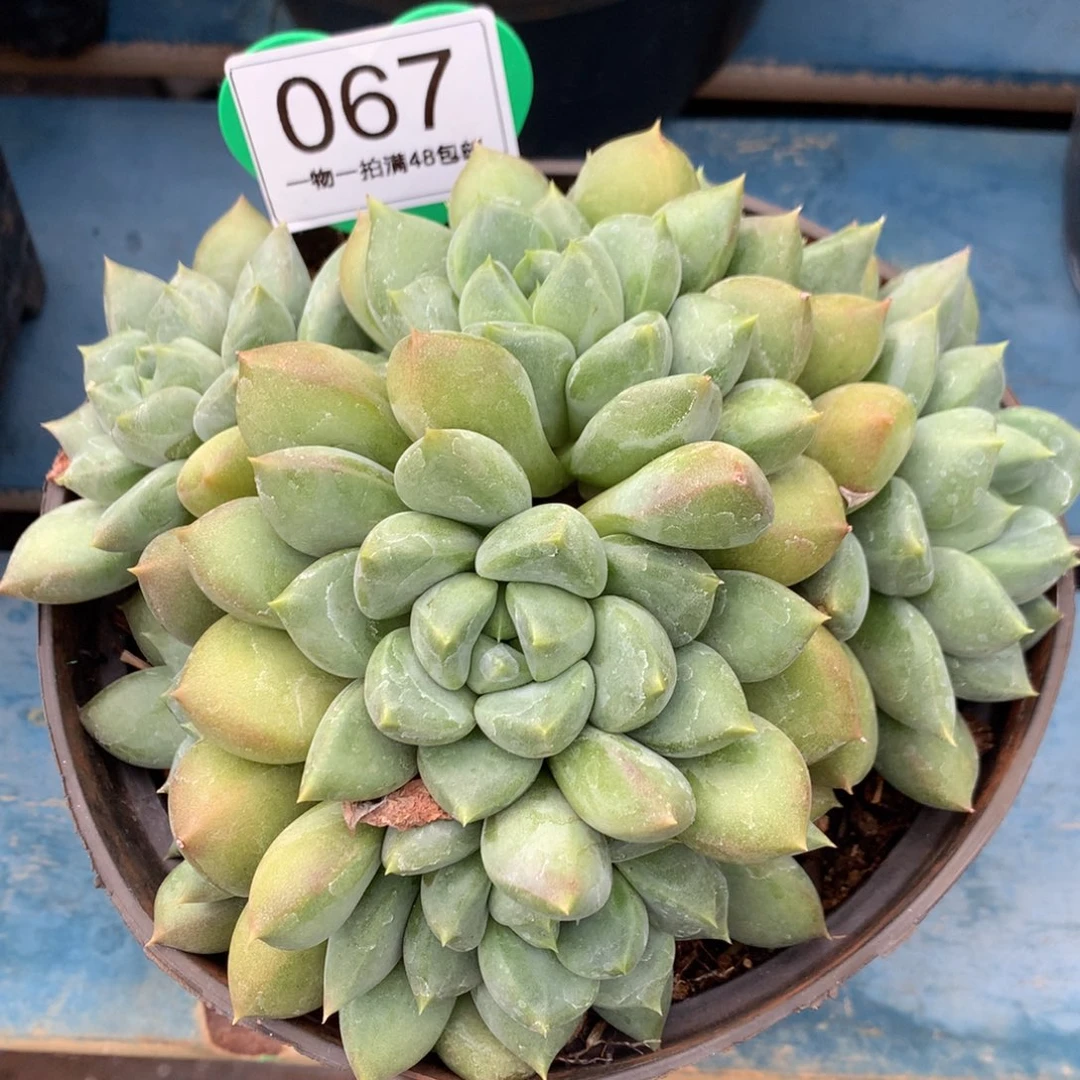红象牙矮桩无砍067
