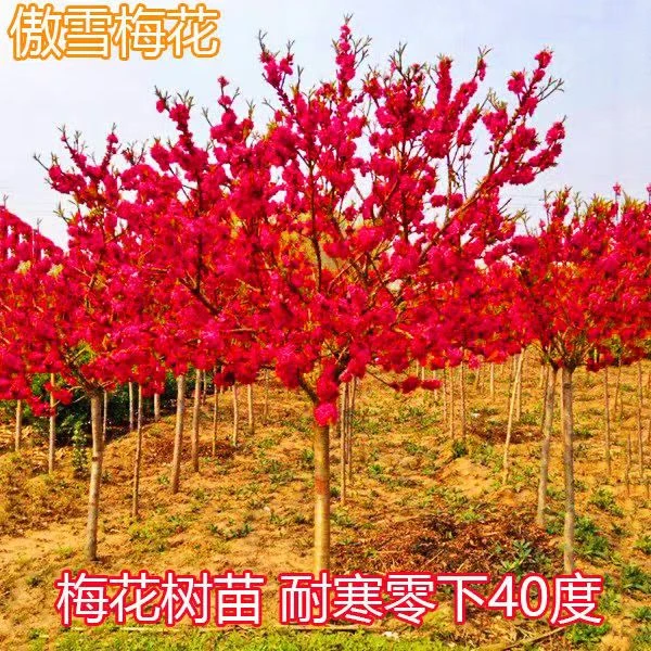 元花梦耐寒红梅树苗盆栽地栽别墅庭院南北方种植枝繁花茂红红火火