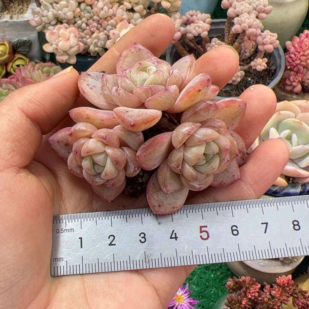 喵**喵282 肉植物组合盆栽