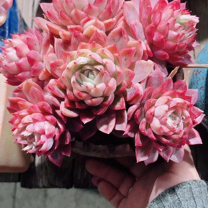 多肉植物的多肉植物