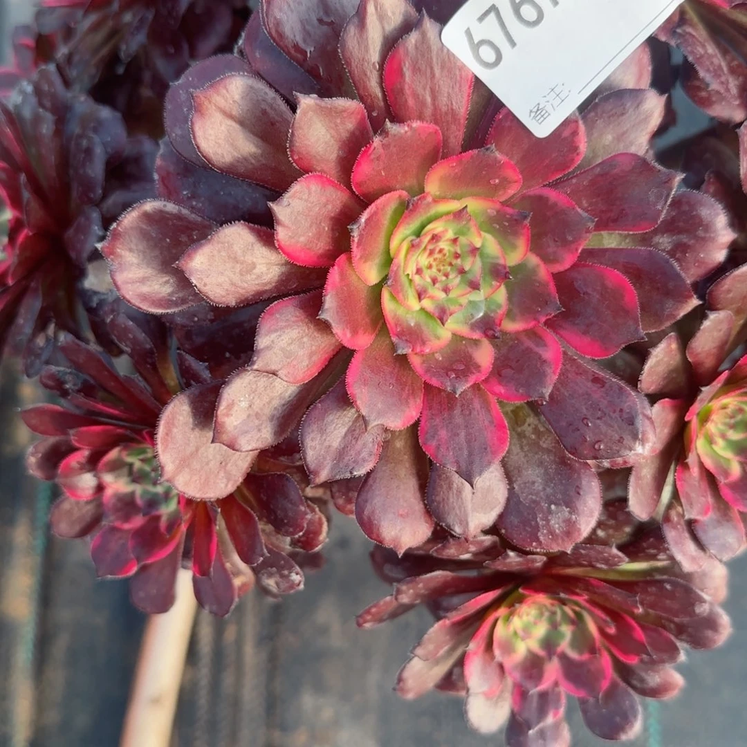 随**安6767烟花多肉多肉