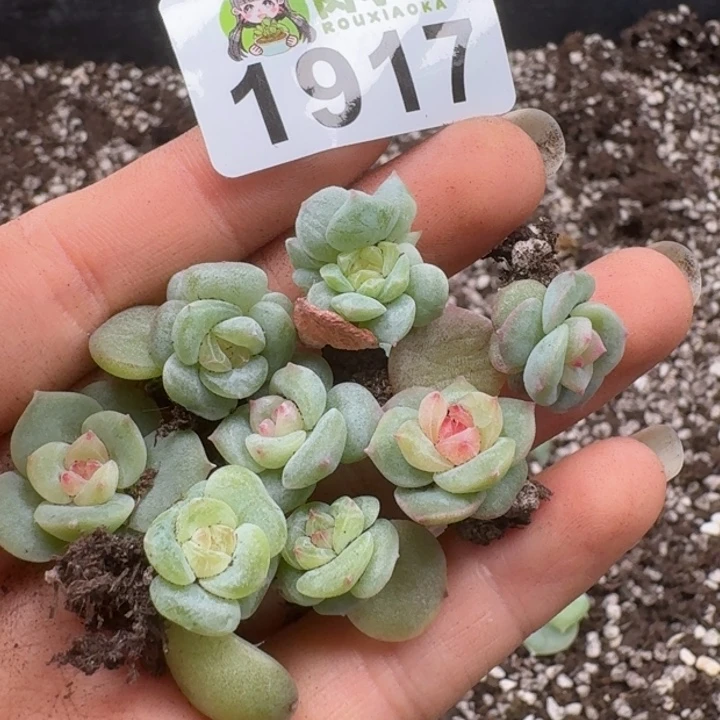 无花朵多肉植物多肉植物