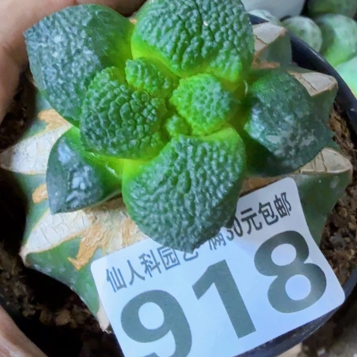 小***哥福利苗接连山杂918