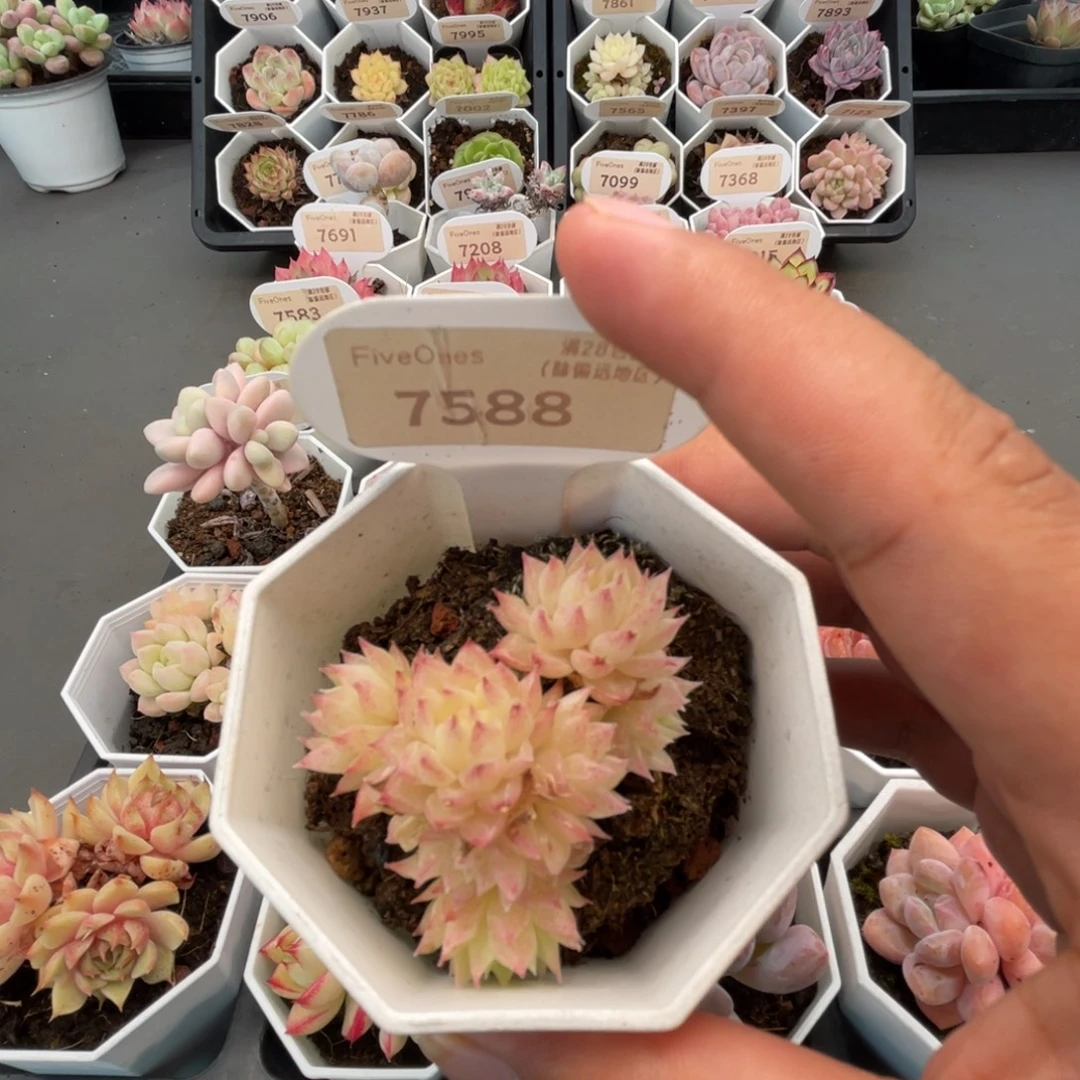 7588麦秆群4.0厘米