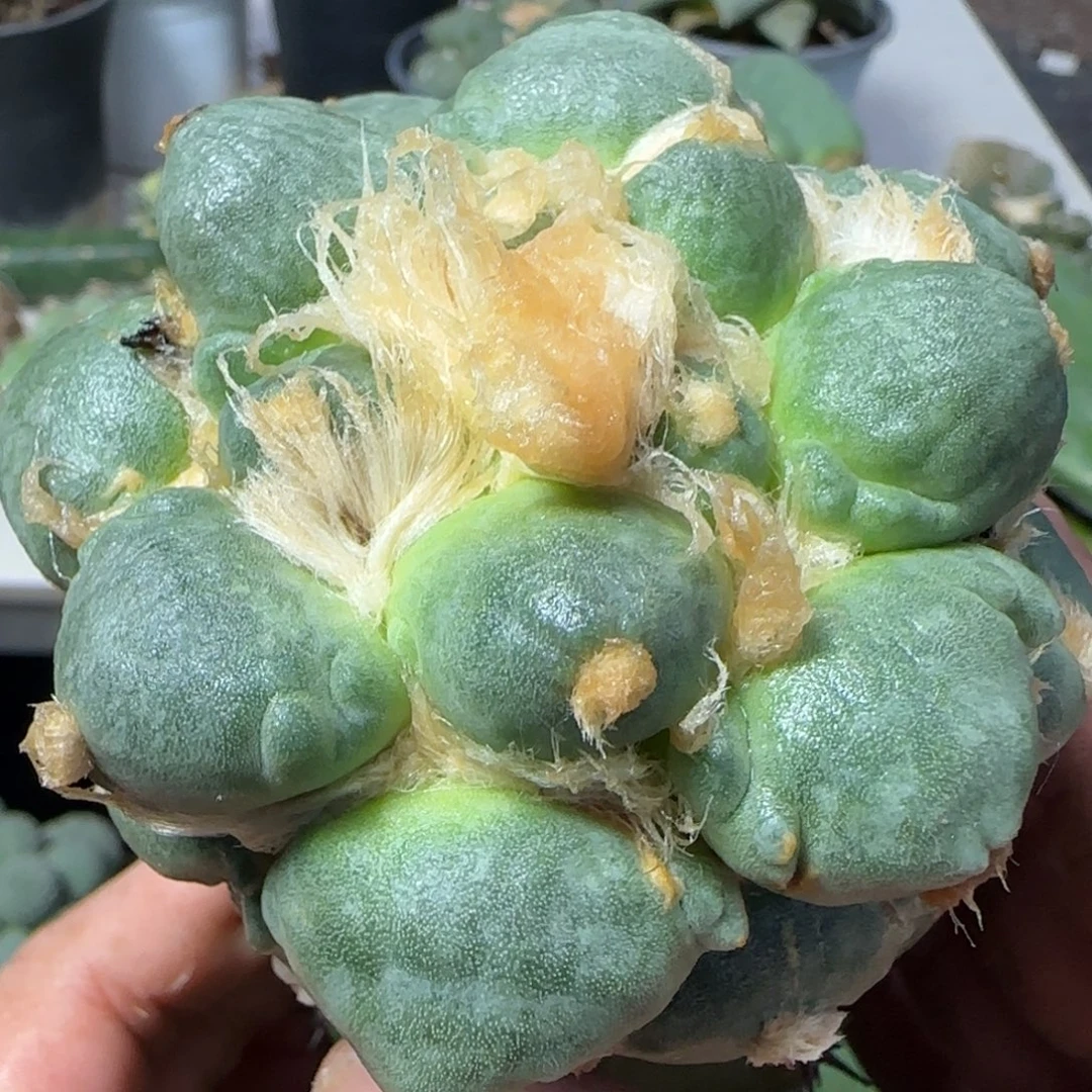 无花朵葡萄蛋8厘米苗接