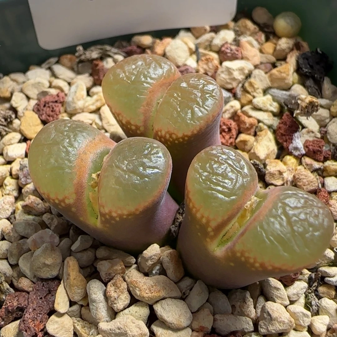 多肉植物母本群开炸82号